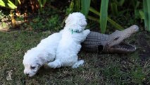 Bichon Frise Puppies VS. Alligator - Puppy Love