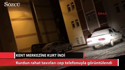 Kent merkezine kurt indi