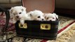 How Many Maltese Puppies Fit In This Box?