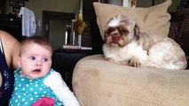 Quand ton chien a trouvé le truc pour faire arrêter bébé de pleurer!