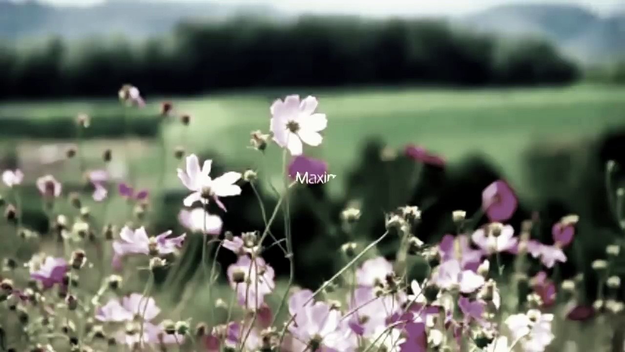 Elvis Maximmo - O Seu Sangue