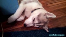 Siberian Husky Puppy Loves her FAN! *Snow Dog Shorts #7*