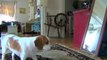 Puppy Sees Mirror for First Time: Cute Puppy Penny