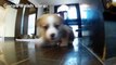 Cute corgi puppies part 17 Puppy follows a camera. / カメラを追いかけるコーギー 子犬  20130629