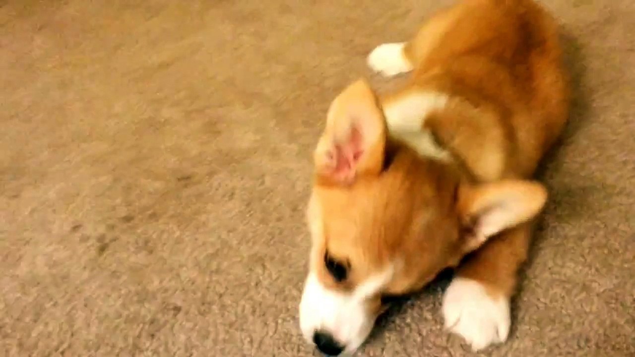 10 week old corgi puppy showing off
