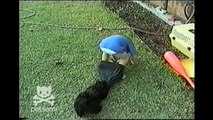 Toddler gets his shorts stolen from a puppy
