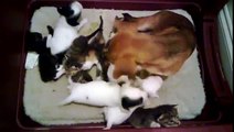 Orphaned kittens adopted by mama dog