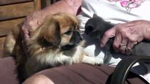 Minn. Pet Pooch Plays 'mom' to Stray Kitten