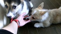 Cute 10 puppies = Chaos! [Part 11] Puppy eats finger. コーギー