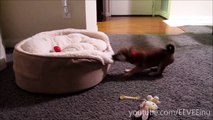 EEVEE - Bed Haulin' - Cute SHIBA INU Puppy Pulling Her Bed - Playing - 9 Weeks Old