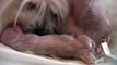 Puppy Born Feet First! (in HD)