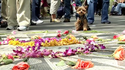 Yorkie Puppy Movie: NYC Travel Guide For Pets