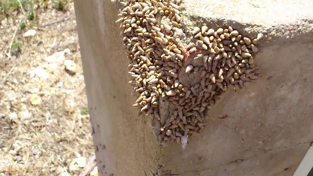 Baby Snails Eating Concrete AMAZING Vídeo Dailymotion