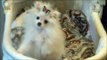 Baby Audi Gorgeous white Teacup pom for sale Boutique Teacup Puppies
