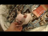 Micro Teacup Chihuahua White Male for sale ~ Baby Casper Boutique teacup puppies