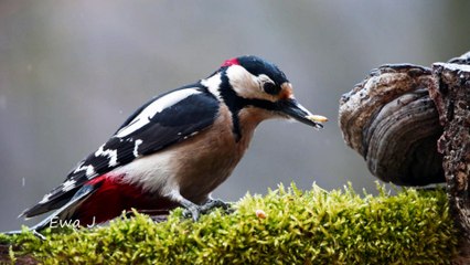 Park im. Jana Kasprowicza w Szczecinie
