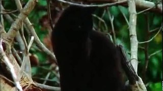 Secret Life of Cats (Nature/Wildlife Documentary)