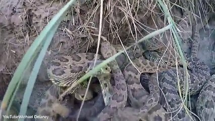 Ra në folenë e gjarprinjëve, helmi i tyre i shkon deri në bark vajzës