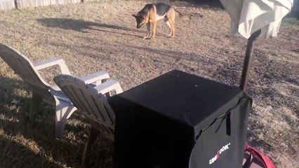 German Shepherd being a great attack dog