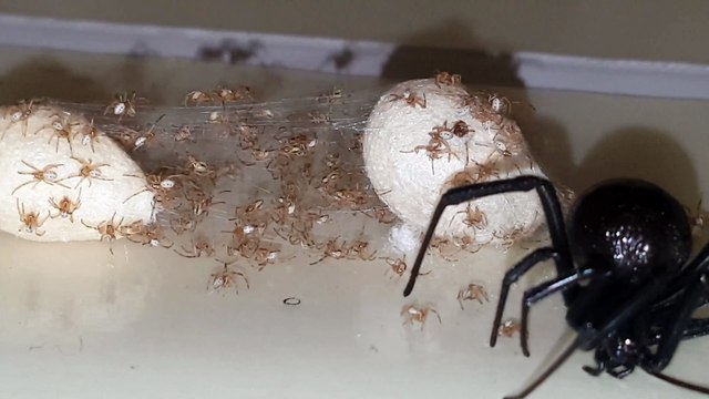 Quand tu retrouves une belle surprise, piégée sur un attrape fourmis : araignée veuve noir et ses petits