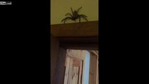 Il trouve une araignée géante dans la chambre des enfants... Vive l'australie