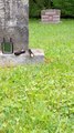 Lunar Paranormal Virginia Awesome Flashlight Session in Dean Cemetery Shenandoah National Park