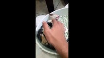 Man Saves Blind and Deaf Kitten and Raises Her into Beautiful Cat