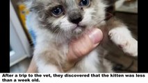 A Guy Saves Crying Motherless Kitten and Raises Him into Cuddlebug, Now 2 Months Later...