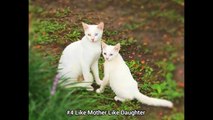 Adorable Cats With Their Cute Mini-Mes | Adorable Cats And Kittens