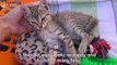Tiny Kittens Found Abandoned On Road Now Have A Special Foster Dog Dad | CAT RESCUE