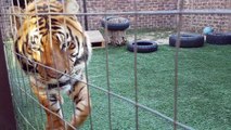 Mother cat looking out for kittens safety by the tigers