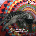 Wobbly Kitten LOVES Her BLIND Cat Siblings | The Dodo