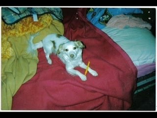 Ma petite chienne,,,,