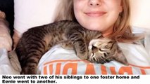 Foster Kittens Comfort Each Other After Their Families Get Adopted Without Them