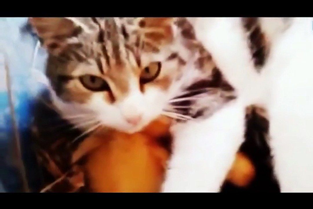 CAT 10