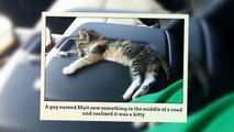After Driver Finds Stray Kitten On Road She Falls Asleep & He Doesn’t Have The Heart to Wake Her