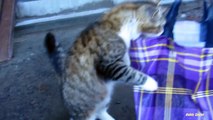Kitten with cats meets me on the street