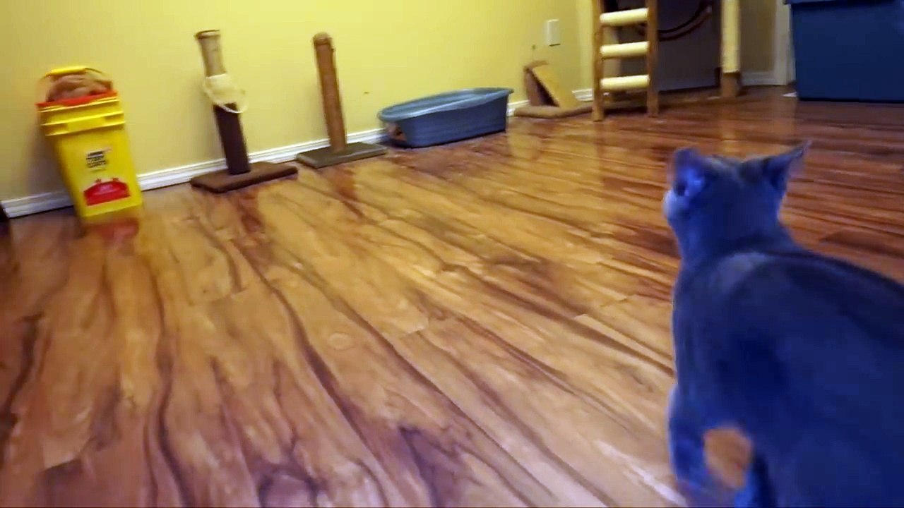 Talking Kitty Cat 52 - Daddy Issues