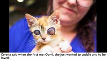 Stray Kitten with “Frog Eyes” Surprises Rescuers with Her Amazing Fight to Live