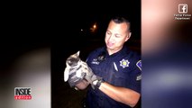 Officers Lure Helpless Kitten Out of Pipe Using Partially Eaten Burrito