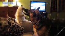 Cute German Shepherd Cuddling And Playing With Kitten Compilation -  Funny Dog Videos 2016