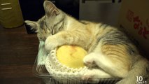 Kitten Momo  sleep with Peach.  桃のパックに入って寝る子猫モモ