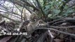 Five Mountain Lion Kittens Born in Santa Susana Mountains (National Park Service)