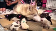 Dog Helps Her Cat Friend Raise A Litter Of Orphaned Kittens