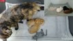 Tiny Kittens Tiny Kittens Skye moves kittens to beside the toilet which is normal cat behavior