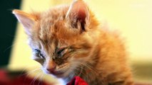 Rescue dog donates blood to kitten with infected eyes