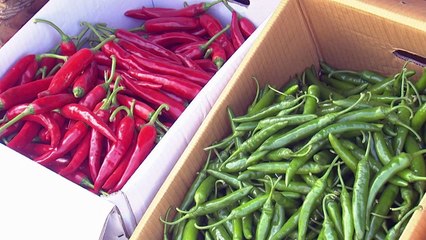 최강 한파에 '풋고추·오이' 가격도 껑충 / YTN