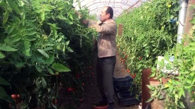 Antalyalı çiftçiden yükseklik sorununa ilginç çözüm