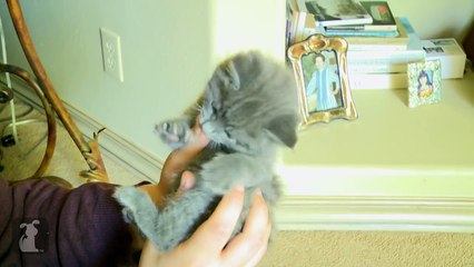 Kitty Tickle Fight! So So So CUTE! - Kitten Love