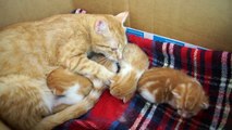 Mama Cat Talks to her Baby Kittens